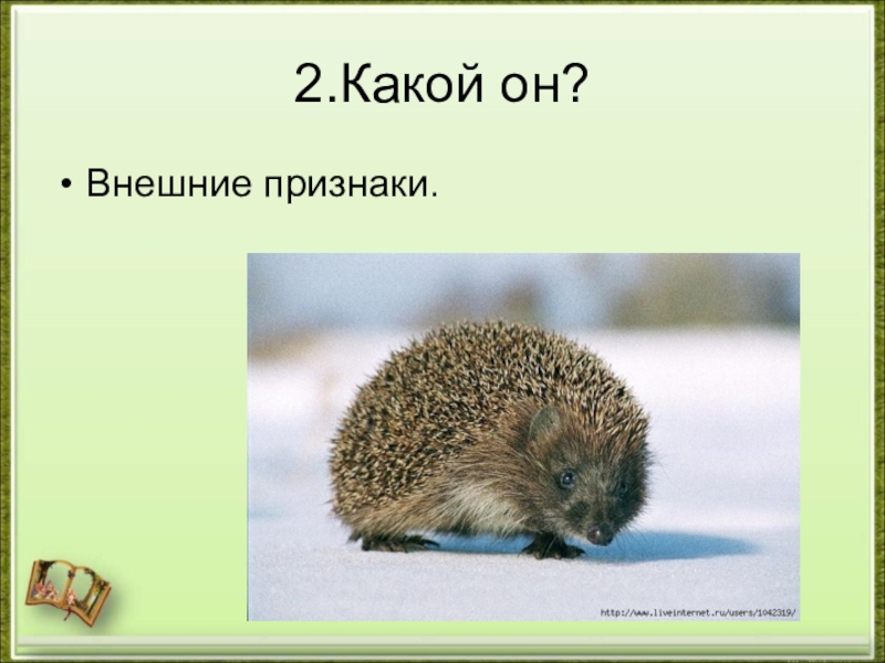 Ежик русский язык. Русский язык с ёжиком. Ежик русский язык. Ёжик на немецком языке. Сочинение про ежа.