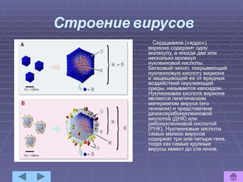 Есть ли у вирусов клетки. Ядро вируса. Строение вируса. Клетка вируса. Вирусы имеют строение.