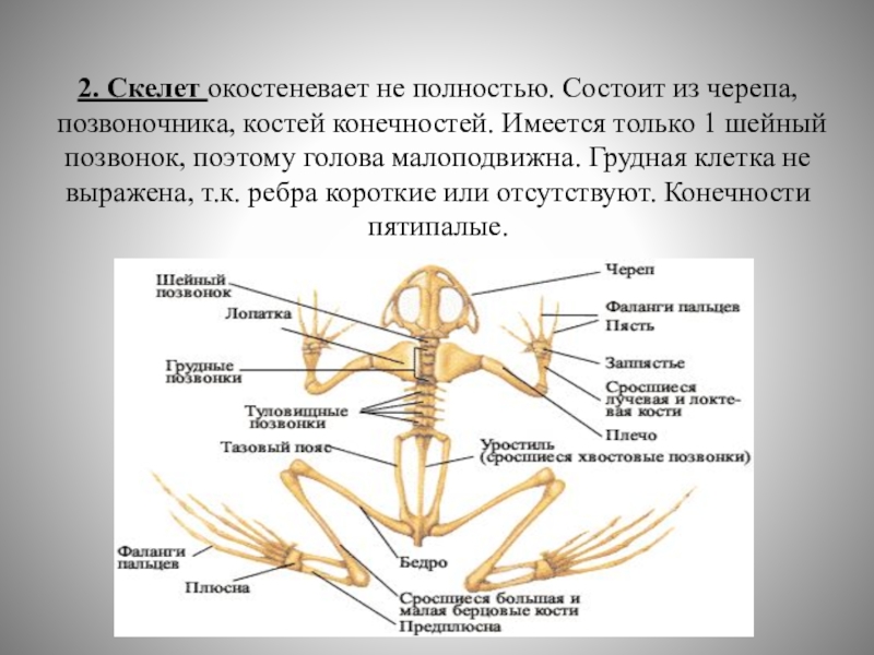 Признаки земноводных ребра