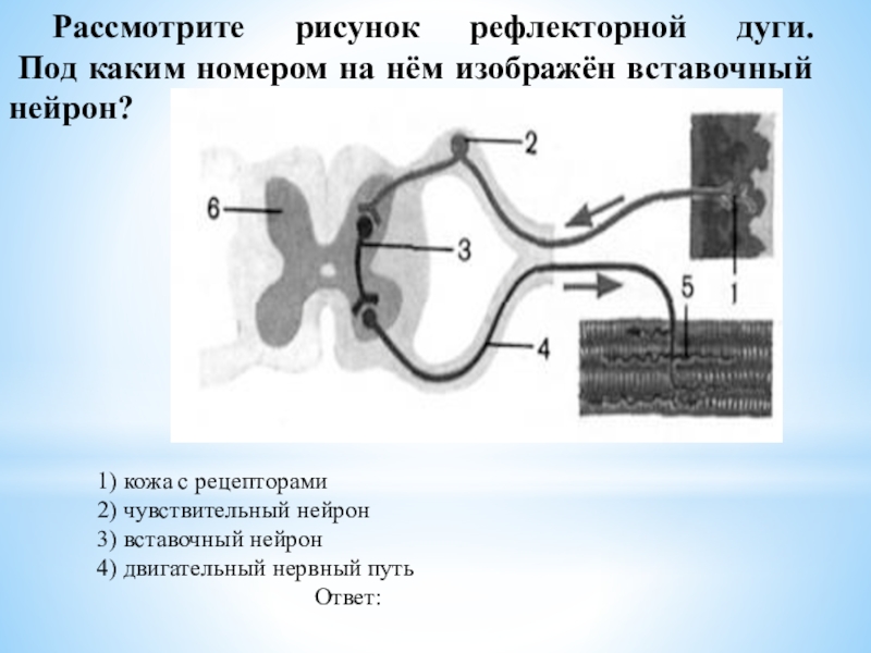 Укажи какими цифрами на рисунке обозначены следующие составные части дуги рефлекса вставочный нейрон