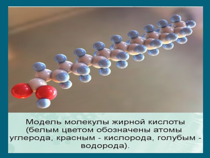 Основные химические соединения живой материи презентация 11 класс биология