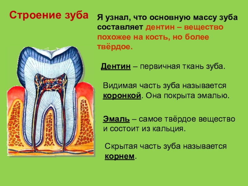 Картинка из чего состоит зуб