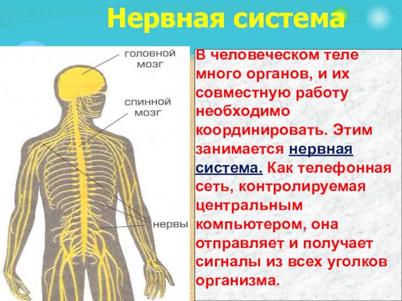 Факты систем органов человека. Органы нервной системы. Нервная система человека. Органы нервной системы кратко. Нервная система нервы.
