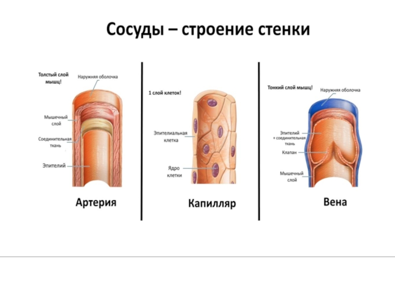 Презентация строение кровеносных сосудов