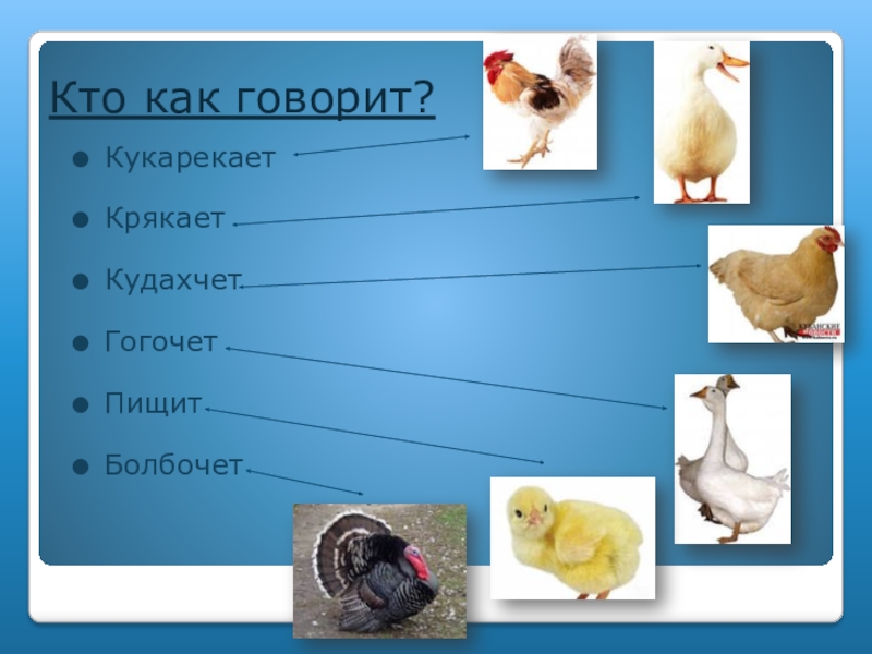 Презентация домашние птицы 2 класс