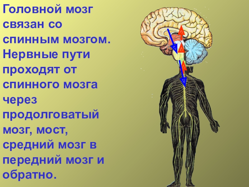 Головной мозг связан со