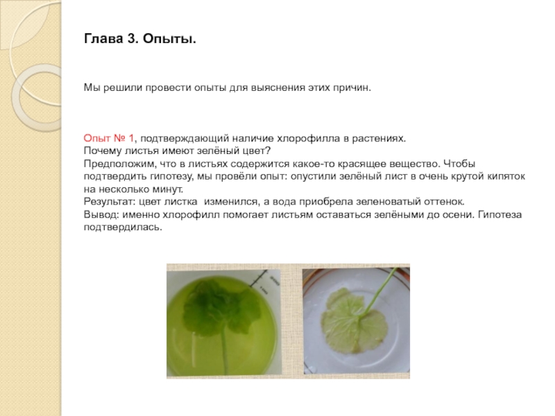 Почему листочки зеленые. Почему листья зеленые исследовательская работа. Опыт почему листья зеленые. Опыты с хлорофиллом. Опыты с зеленым цветом.