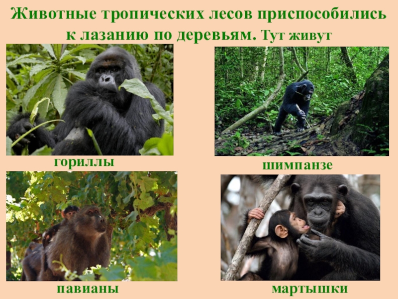 Тропические животные 1 класс. Обитатели тропических лесов животные. Обитатели тропического леса. Животные тропического леса 1 класс. Животные тропических лесов горилла.