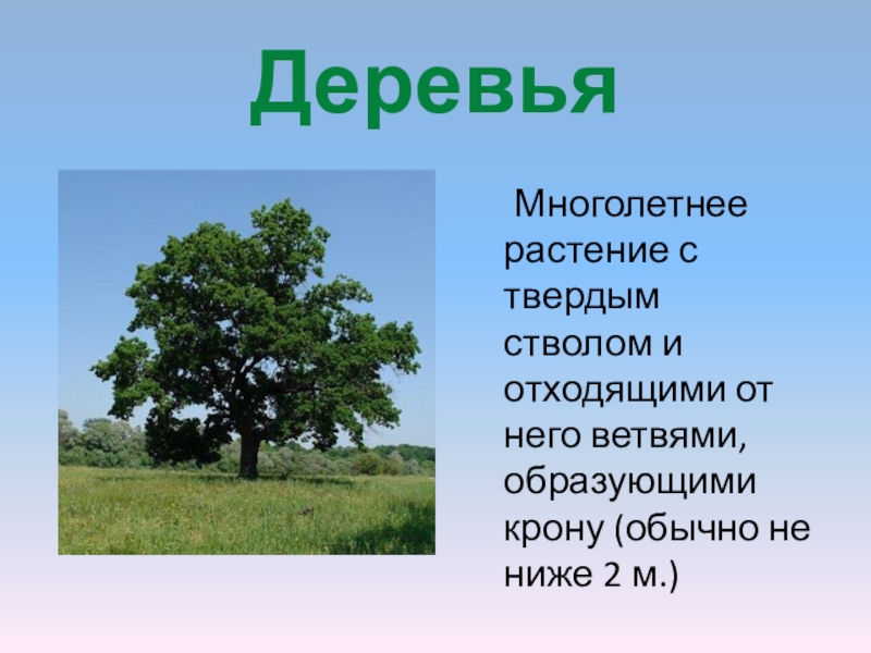 Деревья	Многолетнее растение с твердым стволом и отходящими от него ветвями, образующими крону (обычно не ниже 2 м.)