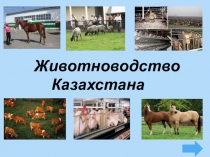 Презентация по экономической и социальной географии Казахстана в 9 классе по теме  Животноводство Казахстана