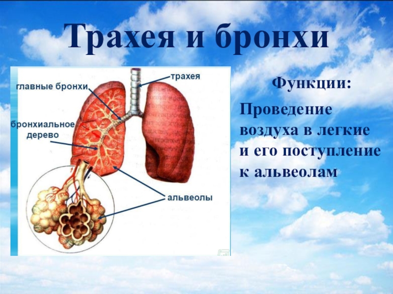 Функции бронхов. Бронхи функции. Бронхи строение и функции. Функции трахеи и бронхов. Функции трахеи.