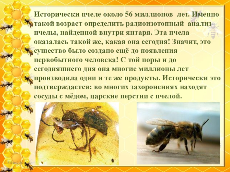 Анализы пчел. Исследование пчел. Янтарь с пчелой внутри. Пчела анализ остатков. Искусали мишку пчелы возле пасеки Лесной.