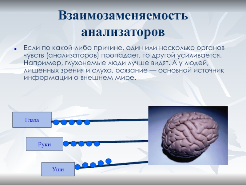 Органы чувств 7 класс биология презентация