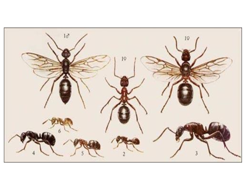 Лесной муравей тип развития
