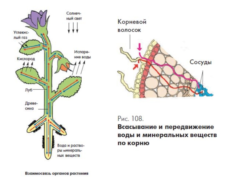 Какую функцию выполняют сосуды у растений впр. Схема движения веществ поглощенных корнем. Схема продвижения веществ поглощённых корневыми волосками. Схема движения веществ поглощенных корнем рисунок. Поглощение корневыми волосками.