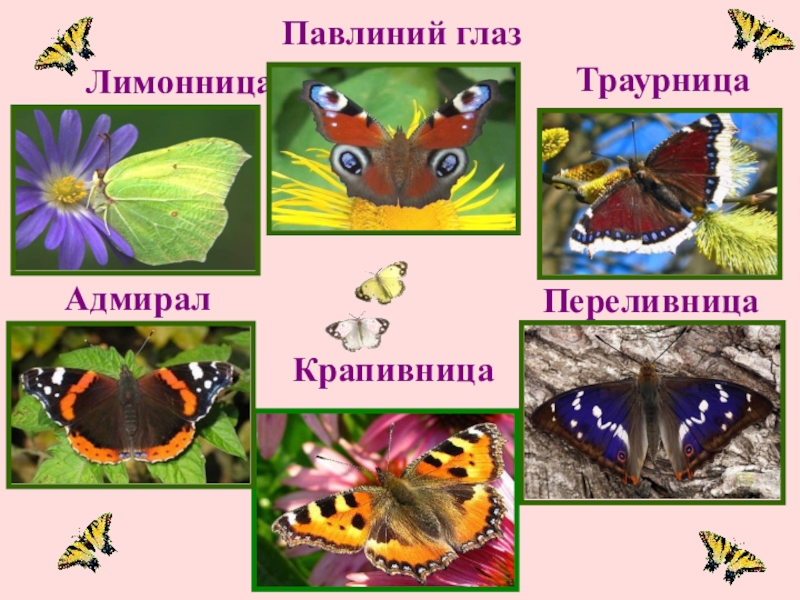 Бабочки названия и фото окружающий мир