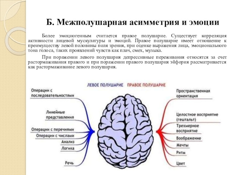 Функции правого полушария большого мозга. Функциональная межполушарная асимметрия. Межполушарная асимметрия при эхоэнцефалографии. Межполушарная асимметрия и эмоции.