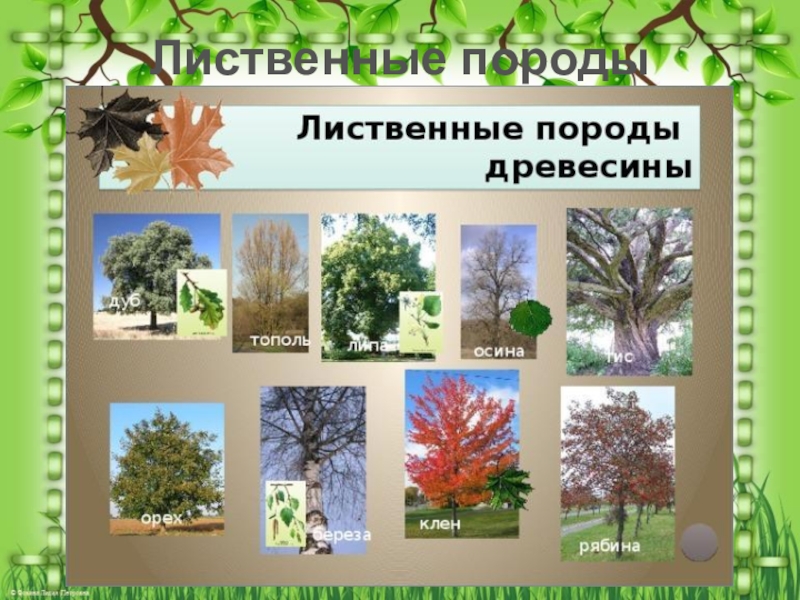 Какие бывают лиственные деревья названия и фото