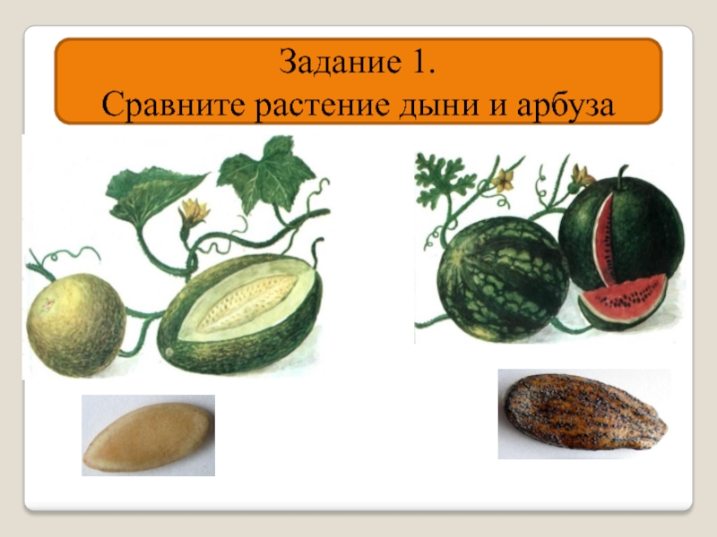 Задание 1. Сравните растение дыни и арбуза