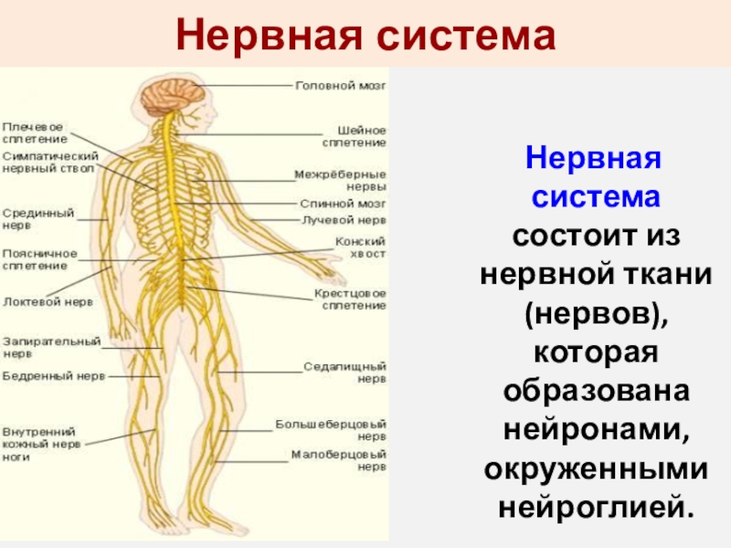 Нервная система человека рисунок 3 класс