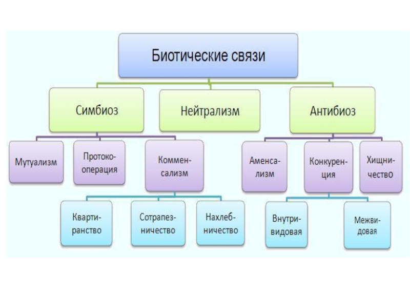 Презентация по биологии антибиоз