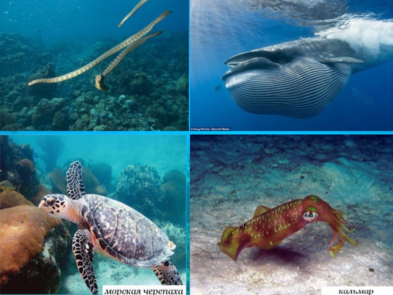 Организмы обитающие в мировом океане. Обитатели Атлантического океана. Живые организмы морей и океанов. Нектон. Живые организмы в Водах мирового океана.