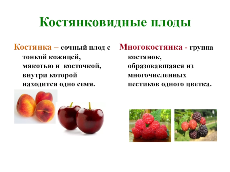 Какие овощи являются ягодами. Костянка и многокостянка. Костянка характеристика плода. Плоды сочные костянковидные. Многосемянные костянки.