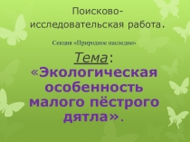 Презентация по теме Малый пестрый дятел