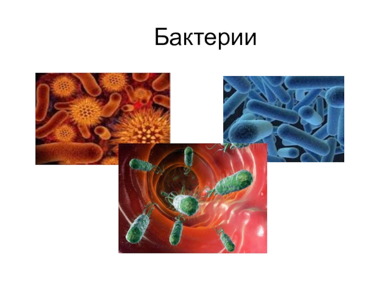 Царство природы бактерии. Урок бактерии 5 класс биология. Царство живой природы 5 класс биология бактерии. Урок биологии тема урока царство бактерии. Творческий проект по теме царство бактерий 5 класс.