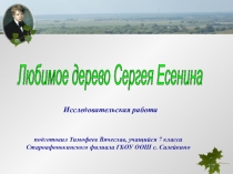 Презентация к научно-исследовательской работе Любимое дерево Есенина