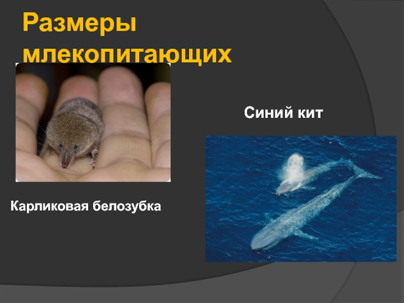Размеры млекопитающих. Синий кит презентация млекопитающие. Кит для презентации. Спасибо за внимание для презентации китообразные.