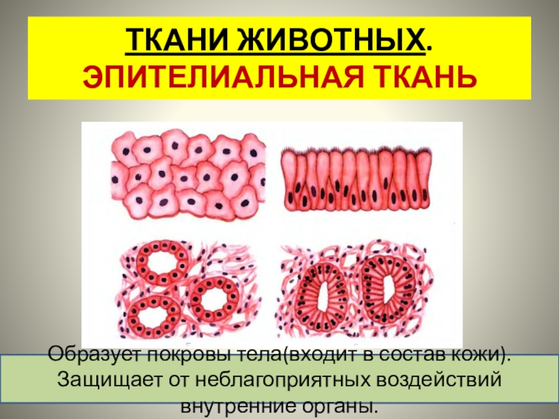 Какая ткань образует. Эпителиальная ткань животных. Ткани животных эпителиальная ткань. Эпителиальная ткань образует. Строение покровной ткани животных.