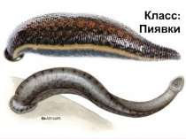 Урок №3 Класс: Пиявки. Презентация.