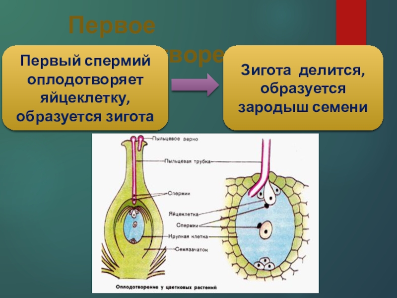 Презентация по биологии оплодотворение