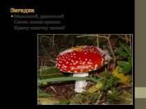 Презентация по биологии на тему Царство Грибы