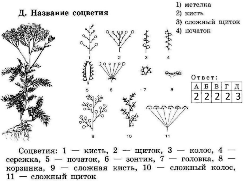 Какой тип соцветия изображен на рисунке под номером 1 корзинка зонтик початок кисть