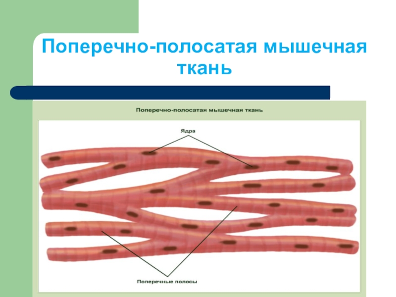 В поперечнополосатой мышечной ткани клетки какие. Поперечнополосатая мышечная ткань строение. Строение клетки поперечнополосатой мышечной ткани. Поперечно полосатая Скелетная ткань. Поперечнополосатая сердечная мышечная ткань рисунок.