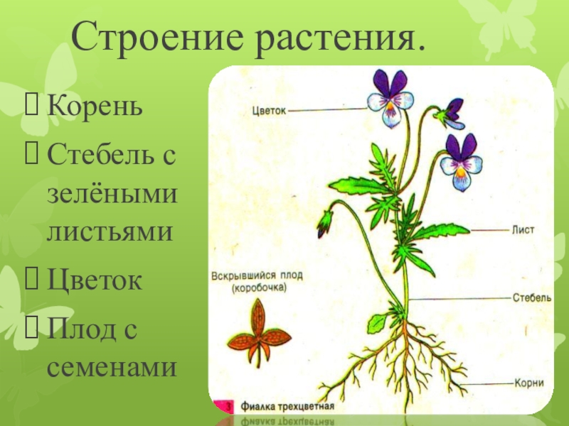 Корень лист стебель у растения это. Строение растения. Строение стебля и корня растений. Цветок со стеблем и корнем. Строение цветкового растения.