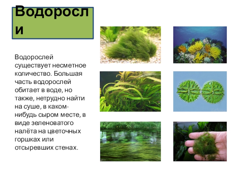 Три примера группы растений водоросли. Разнообразие растений водоросли. Водоросли окружающий мир. Водоросли 3 класс окружающий мир. Разнообразие растений 3 класс водоросли.