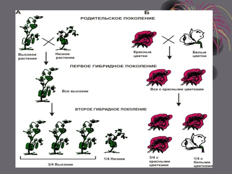 Наследственность схема биология