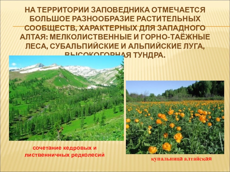 Разнообразие растительных сообществ. Алтайский заповедник презентация. Растения и животные субальпийских и альпийских лугов. Альпийские и субальпийские Луга на карте. Субальпийские Луга это в географии.