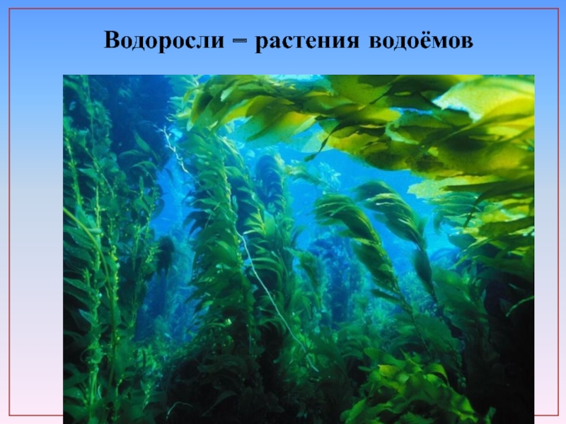 Водоросли это растения. Водоросли части растения. Водоросли цветы. Роль растений в водоеме. Водоросли это растения или нет.