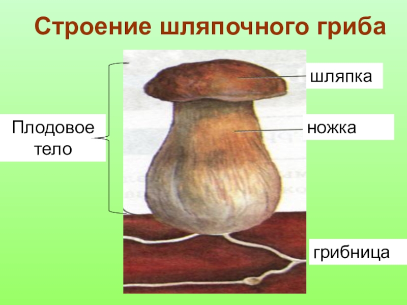 Грибы биология огэ. Строение шляпочного гриба рисунок. Нарисовать строение шляпочного гриба. Строение шляпочного гриба. Строение шляпочного гриба 5 класс биология.