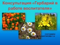 Презентация Гербарий в работе воспитателя