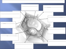 Презентация. Клетка-единица живого. биология .7 класс