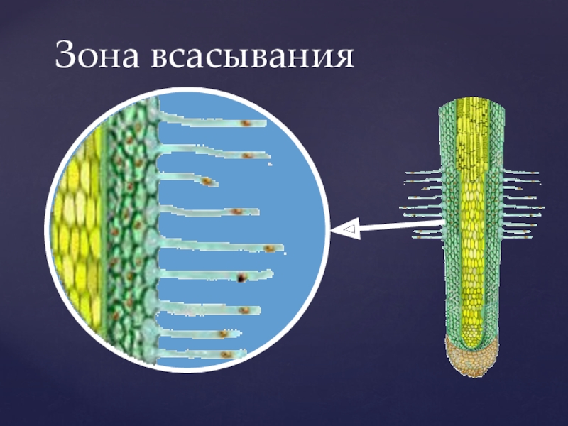 Строение корня 6 класс. Строение корня в зоне всасывания. Корневые волоски зона всасывания 6 класс. Зоны корня зона всасывания. Ткань зоны высасывания.