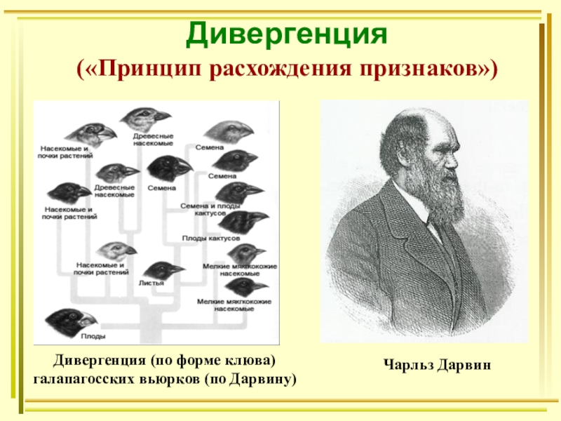 Презентация 9 класс по биологии видообразование 9 класс