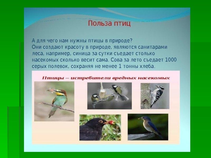 Роль в природе и жизни человека птиц. Полезные птицы. Полезные птицы в природе. Польза птиц. Вред птиц для человека.