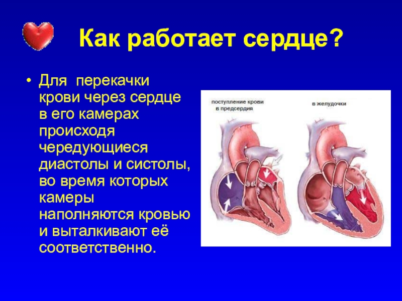 Какое сердце можно назвать