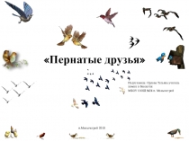 Презентация по биологии по теме Пернатые друзья 7 класс